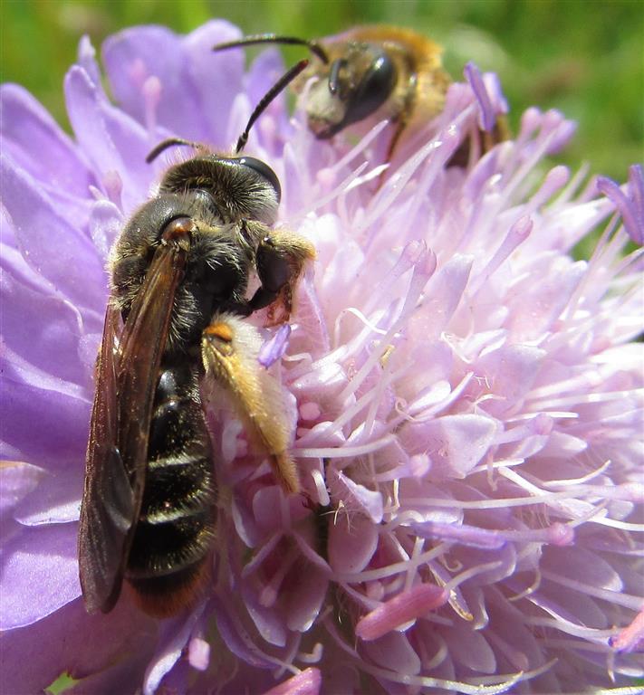 Male and female Large Scabious Bee